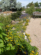 Golden rod & annual larkspur