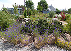 Geezer garden with annual larkspur in front