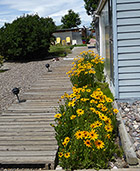 Gloriosa daisies along front walk