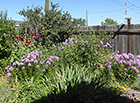 Lavender phlox & red hollyhocks