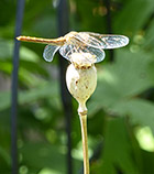 Alight on a poppy seed pod