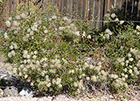 Virgin bower seed heads