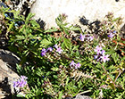 A few creeping phlox rebloomed