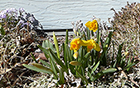 Lavendar Phlox (back left) and short daffodils