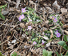 Bird's Eye Primrose - Hugs the Ground