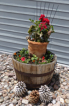 Whiskey Barrel Planter - Geranium & Petunias