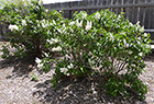 White Lilac
