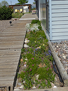 Walk Garden - Snow in Summer, Jonquils, Purple & Pink Creeping Phlox