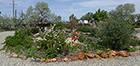 Geezer Garden: Spirea and light-yellow Iris