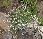 Creeping Baby's Breath - very xeric