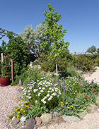 Oxeye Daisies, California Poppies, Penstemon