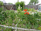 Close in garden: Columbines, Oriental Poppies, Astilbe, Goat's Beard