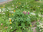 Close in garden: Lupine, golden Trollius, Oxeye Daisy, white Astilbe