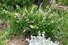 Spirea