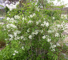 Mock Orange