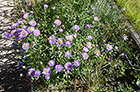 Blue Fleabane