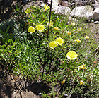 Missouri Primrose