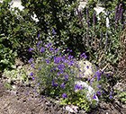 Annual Larkspur