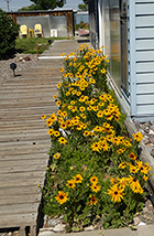 Gloriosa Daisies