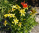 Day Lilies