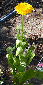 Calendula