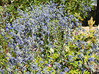 Sea Holly