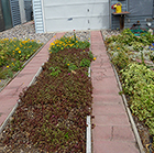 Sedum (mostly Dragon's Blood) & California Poppies