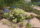 Buckwheat & Bluebird Delphinium