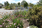 Pink & red Yarrow, Indian Blanket, & Sea Holly