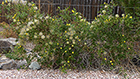 Yellow Clematis - Virgin's Bower?