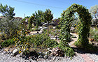 Hops cover trellises