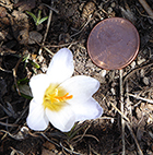 White Crocus