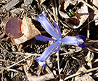 Iris Reticulata