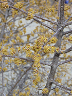 Silver Buffalo Berry - closeup