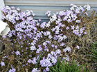 Lavender Creeping Phlox