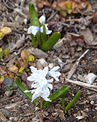 White Hyacinth