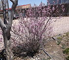 Flowering Single Almond