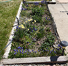 Daffodils & Grape Hyacinth