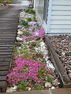 Creeping Phlox & Snow