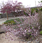 Crabapple & Sand Cherry (?)