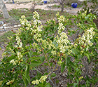 White Lilac just opening