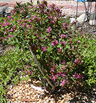 Pink Honeysuckle Shrub