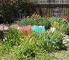 Buttercups & Oriental Poppies by Tomatoes in water walls