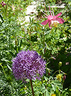 Allium & Columbine