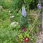 Columbines, Delphinium, & Clematis/>
			</noscript>
			</div>
			</li>            
			<li>
			<div data-alt=