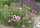 Yarrow & May Night Sage