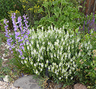 Penstemon & White Veronica