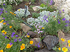 California Poppy, Annual Delphiniuim, & Native Verben