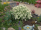 White Tansy