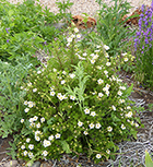 White Potentilla